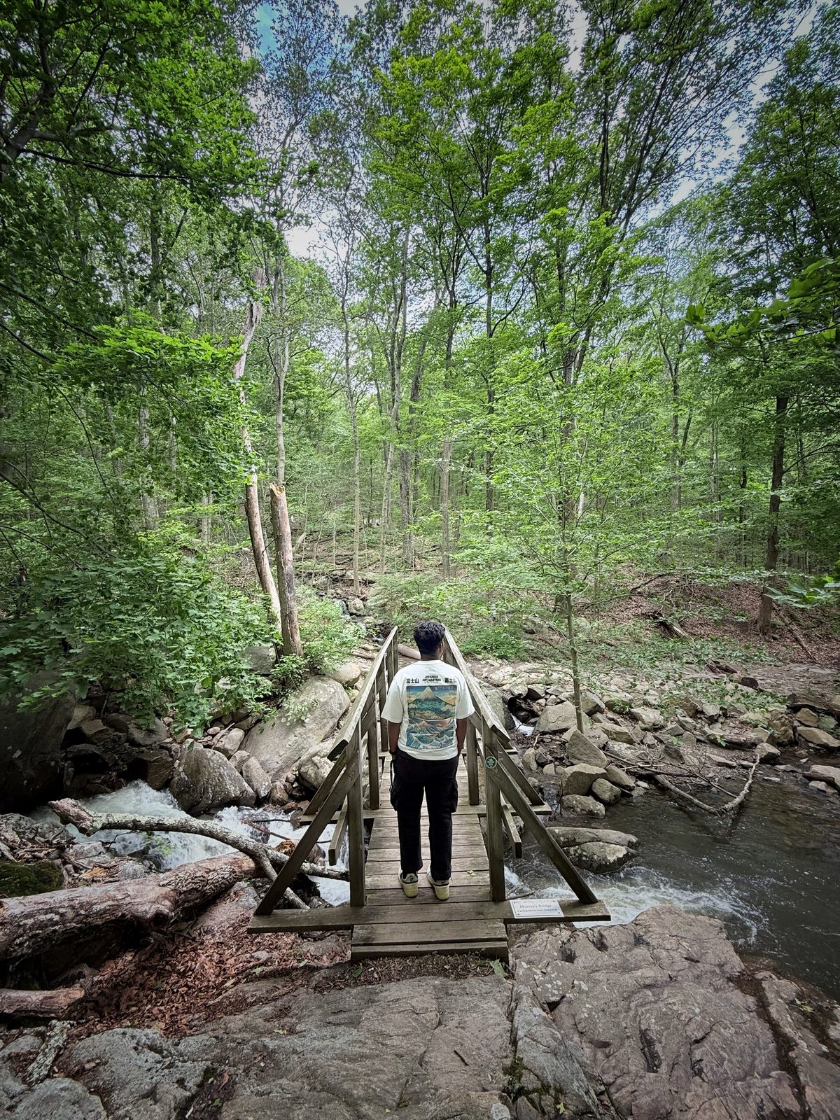 Standing on a wooden footbridge over a forest stream